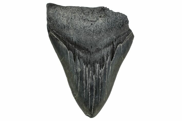 Bargain, Fossil Megalodon Tooth - Georgia #338824